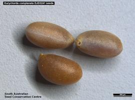   Seeds:   Eurychorda complanata ; Photo by South Australian Seed Conservation Centre, used with permission
